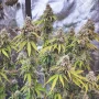 Насіння конопель Glueberry O.G.® від Dutch Passion